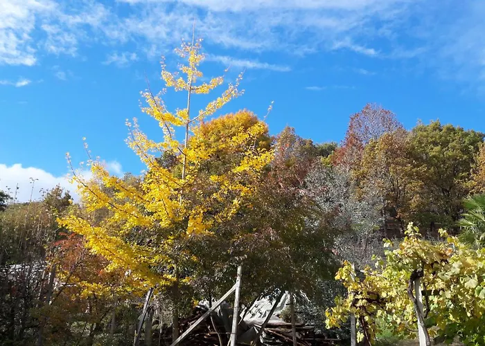 Istanti - Bambu * 科斯蒂廖莱萨卢佐